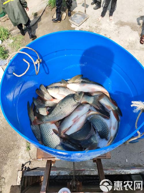 鲤鱼人工繁殖技术关键点有哪些？-图2