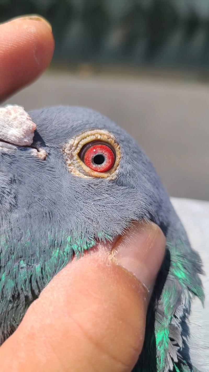 2025年鸽子价格会涨还是跌？-图3