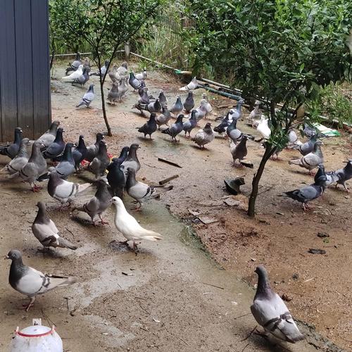 散养鸽子技术视频有哪些要点？-图1