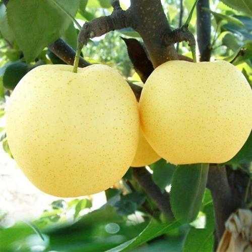 皇冠梨是哪种梨的品种？-图3