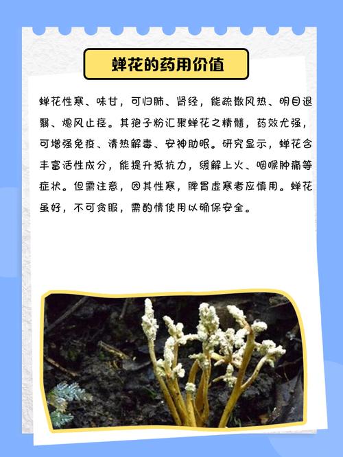 金蝉花养殖技术难点与关键方法是什么？-图2