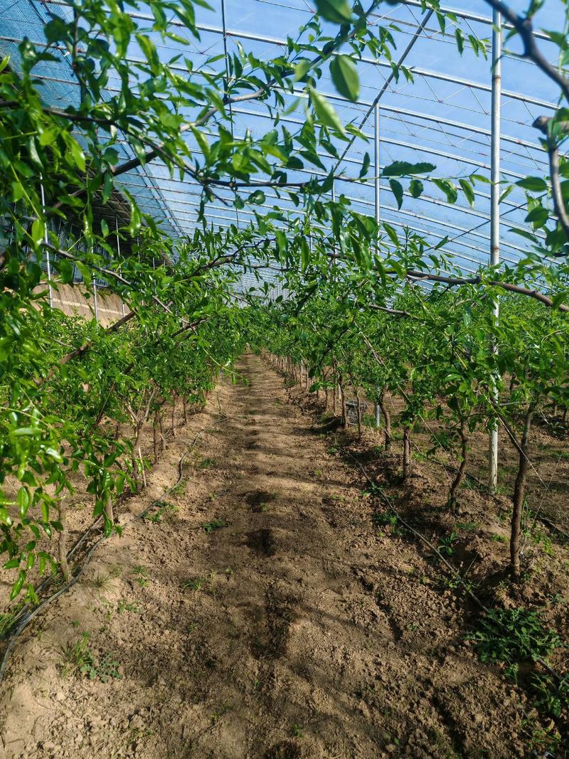 大棚冬枣后期管理关键有哪些?-图1 大棚冬枣后期管理关键有哪些?-图1