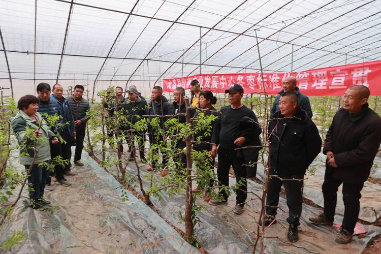 大棚冬枣后期管理关键有哪些?-图2 大棚冬枣后期管理关键有哪些?-图2