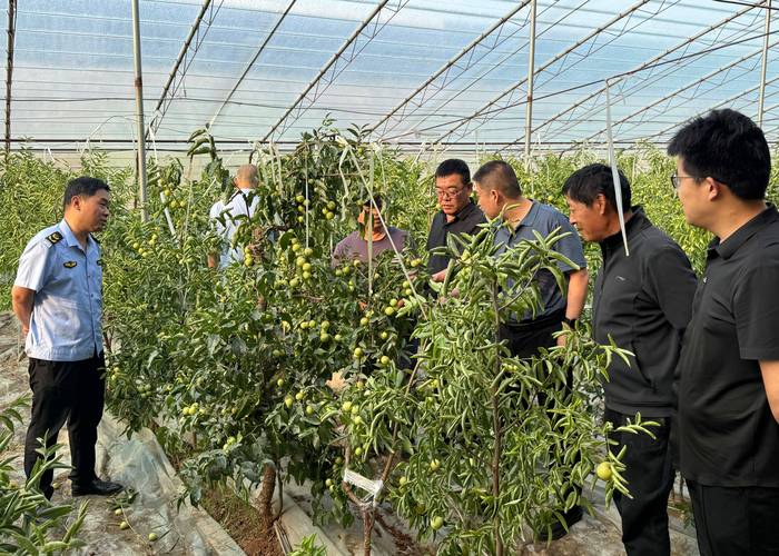 大棚冬枣后期管理关键有哪些?-图3 大棚冬枣后期管理关键有哪些?-图3