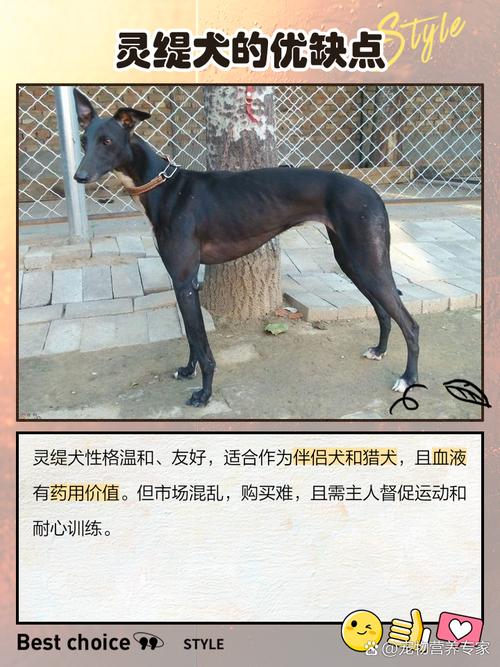 河南养肉狗,哪个品种最合适?-图1 河南养肉狗,哪个品种最合适?-图1