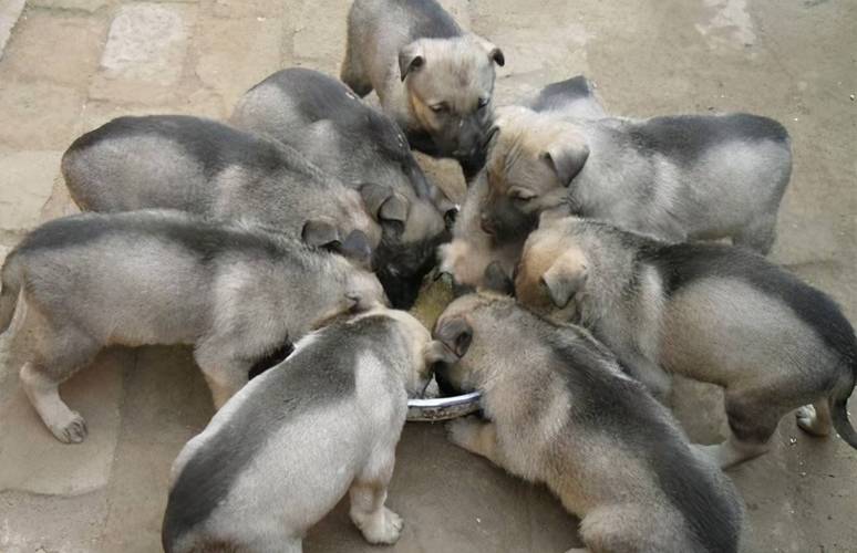 河南养肉狗,哪个品种最合适?-图2 河南养肉狗,哪个品种最合适?-图2