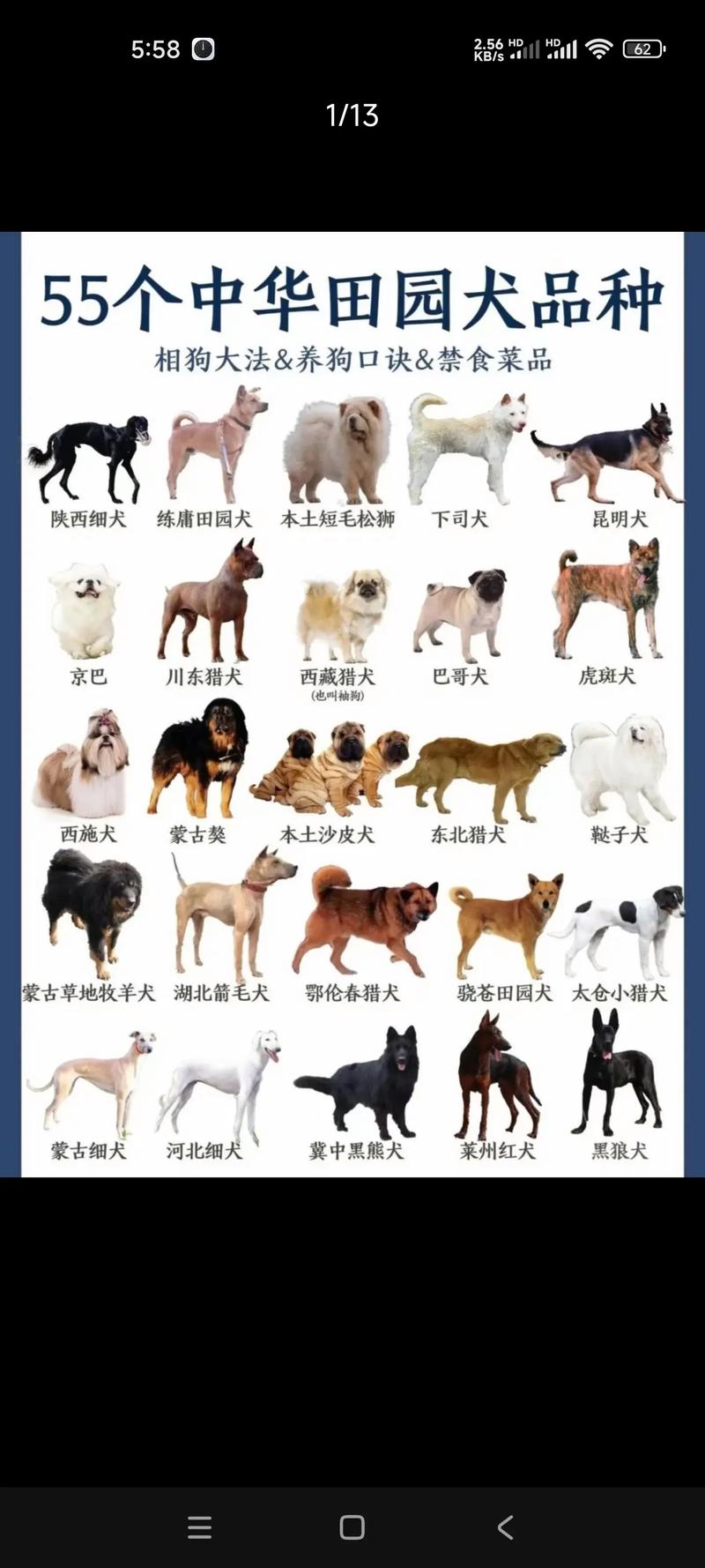 河南养肉狗,哪个品种最合适?-图3 河南养肉狗,哪个品种最合适?-图3