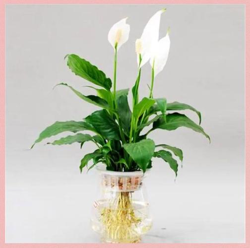 哪些水养花品种好看?附图片!-图1 哪些水养花品种好看?附图片!-图1