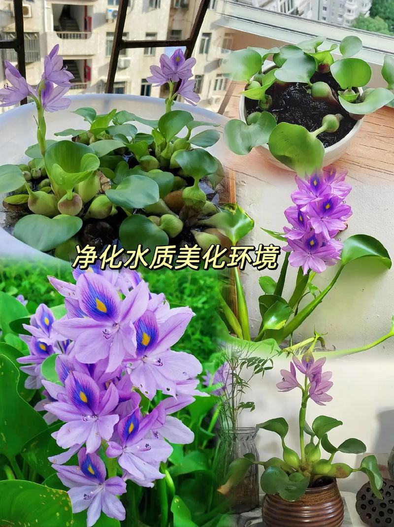 哪些水养花品种好看?附图片!-图2 哪些水养花品种好看?附图片!-图2