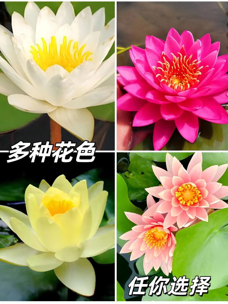 哪些水养花品种好看?附图片!-图3 哪些水养花品种好看?附图片!-图3