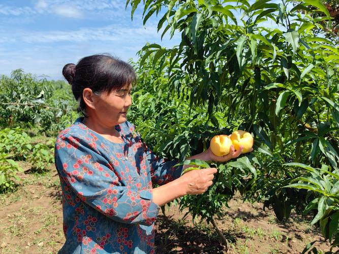 大棚蟠桃高产栽培技术要点有哪些？-图3