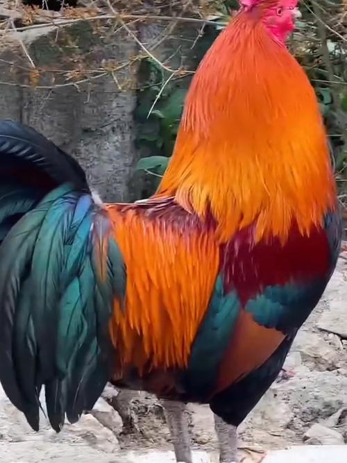 最漂亮的公鸡品种有哪些?-图1 最漂亮的公鸡品种有哪些?-图1