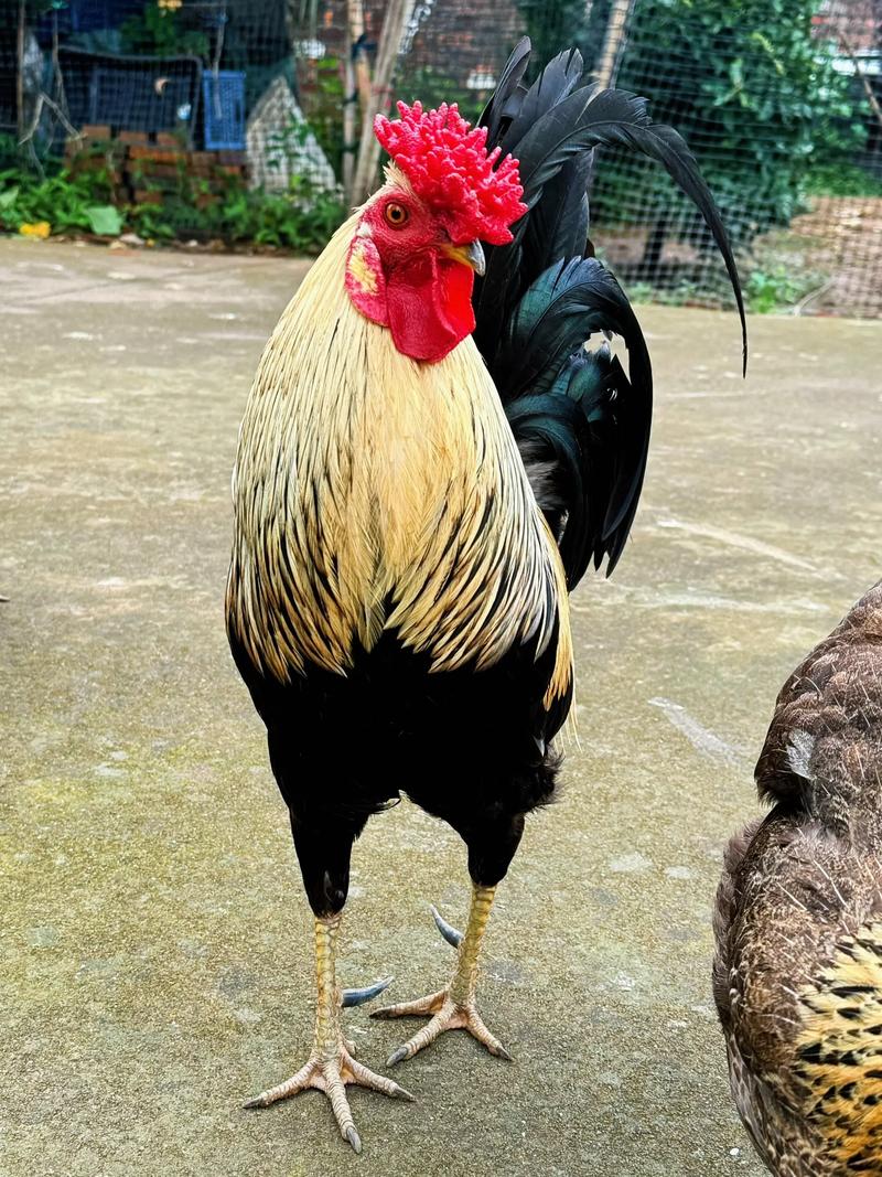 最漂亮的公鸡品种有哪些?-图2 最漂亮的公鸡品种有哪些?-图2