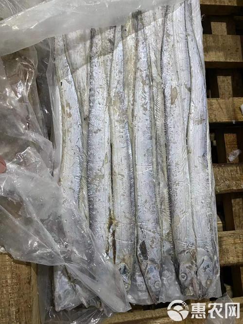 哪种冷带鱼最好养又易活？-图2