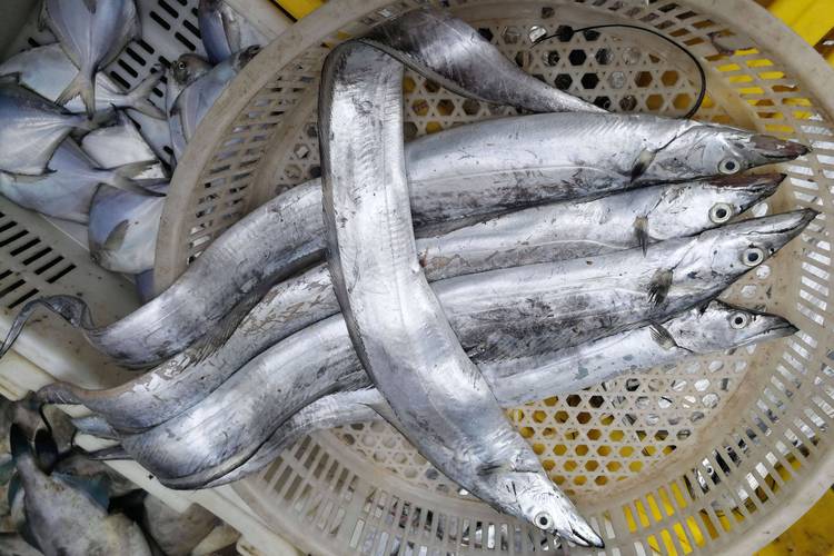 哪种冷带鱼最好养又易活？-图3