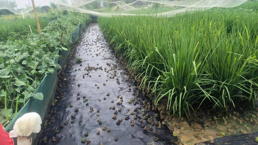 水稻里适合养什么蛙？-图3