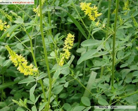 哪些蜂蜜源植物品种适合种植？-图1