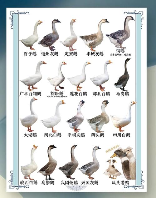 肉鹅饲养繁育技术有哪些关键要点?-图2 肉鹅饲养繁育技术有哪些关键要点?-图2