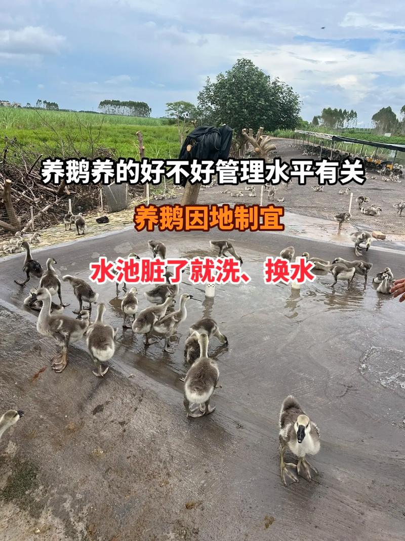 肉鹅饲养繁育技术有哪些关键要点?-图1 肉鹅饲养繁育技术有哪些关键要点?-图1