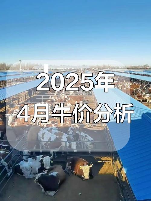 2025年肉牛价格会涨还是跌？-图1