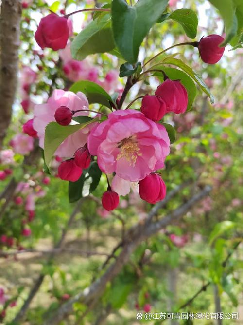 北美海棠哪个品种更值得种植？-图1