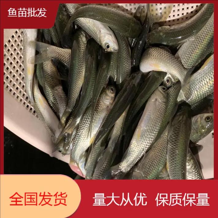 黄骨鱼罗非鱼养殖技术要点有哪些？-图2