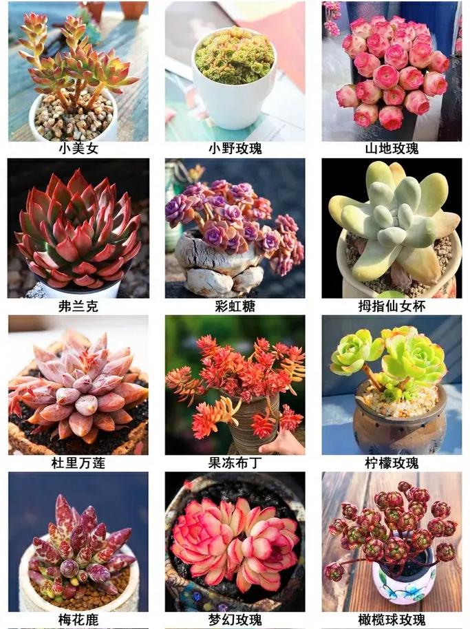 品种好点的多肉有哪些-图2 品种好点的多肉有哪些-图2