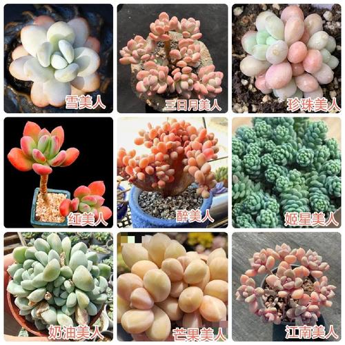 品种好点的多肉有哪些-图3 品种好点的多肉有哪些-图3