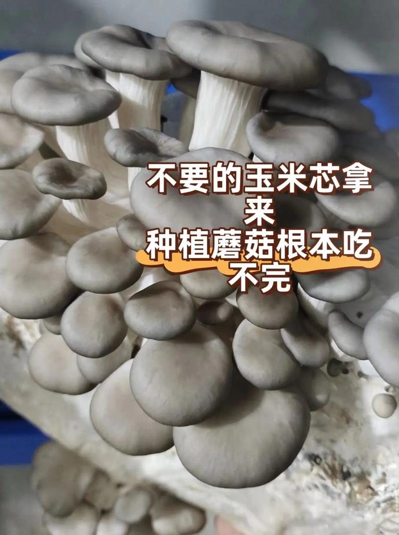 冬天种菌菇,保温加光照怎么控?-图1 冬天种菌菇,保温加光照怎么控?-图1