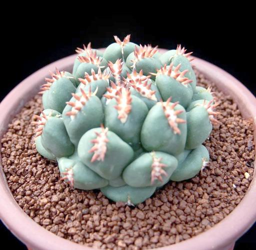 仙人球品种怎么选？哪种最好养又好看？-图1