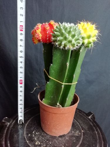 仙人球品种怎么选？哪种最好养又好看？-图2