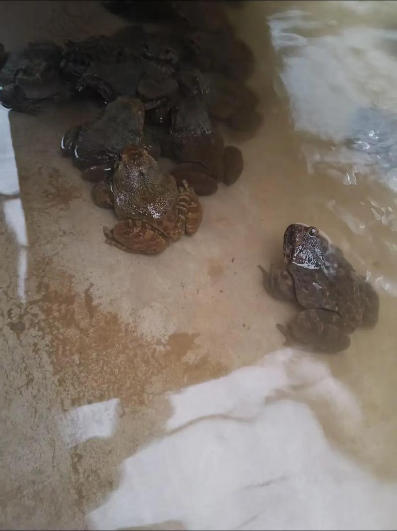 生态石蛙养殖技术视频怎么学？-图1