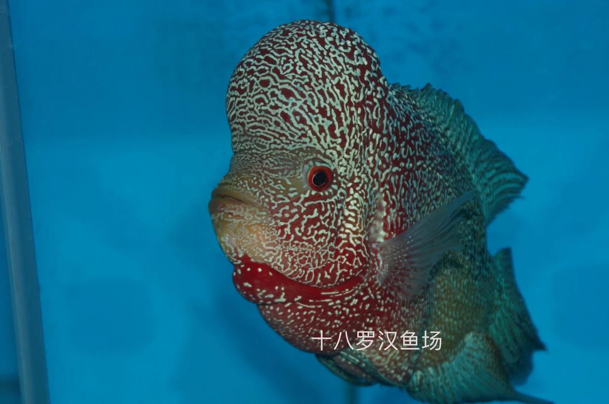 罗汉鱼哪个品种寿命最长？-图3