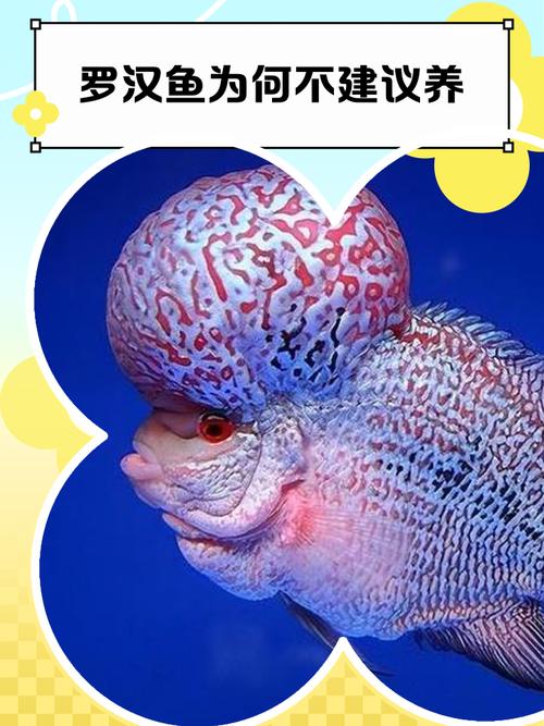 罗汉鱼哪个品种寿命最长？-图1