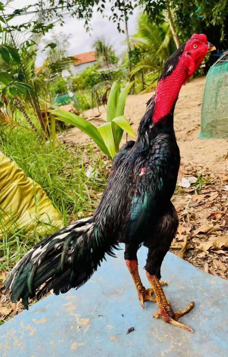 斗鸡人工取精技术视频怎么做？-图1