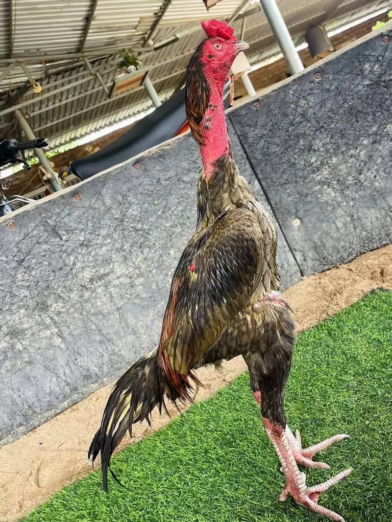 斗鸡人工取精技术视频怎么做？-图2