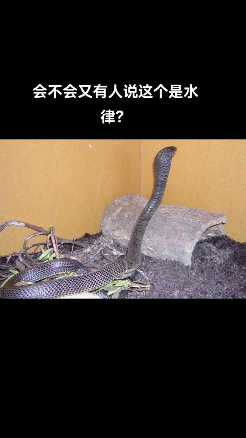 黑色水律蛇是何种稀有蛇类？-图3