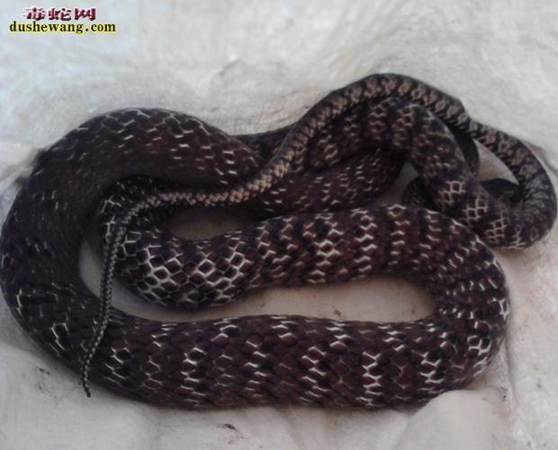 黑色水律蛇是何种稀有蛇类？-图1