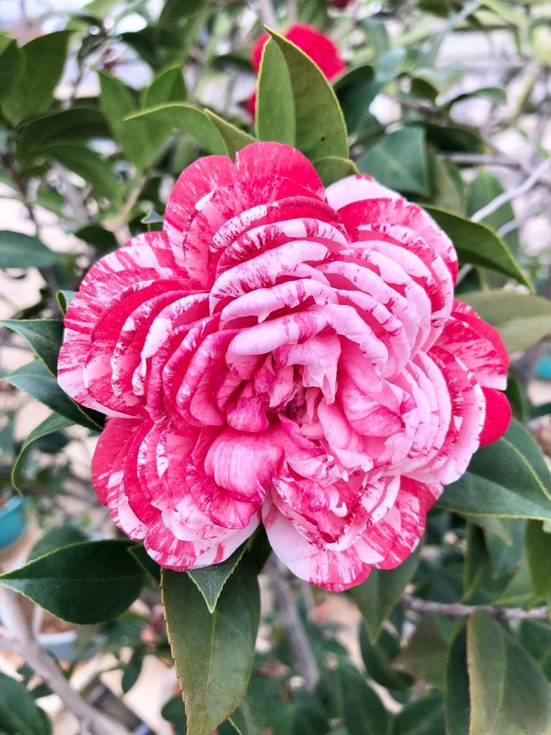 早开花茶花品种有哪些？-图2