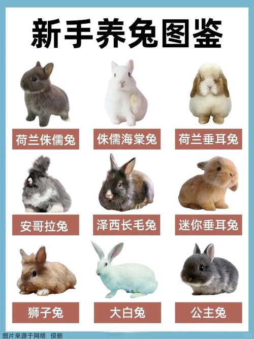 养什么品种兔子能赚钱？-图1