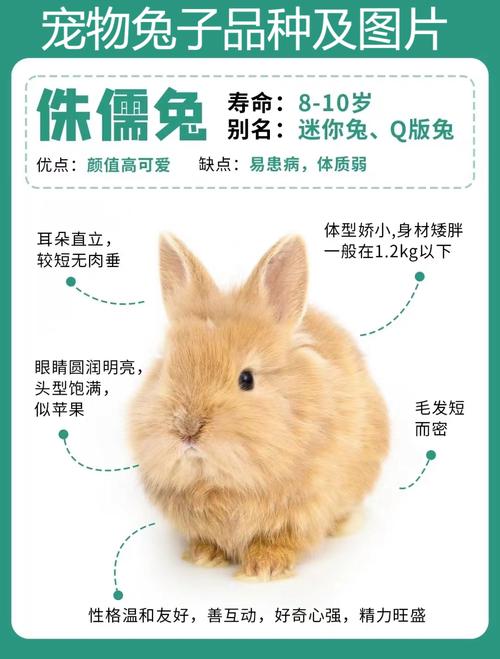 养什么品种兔子能赚钱？-图2