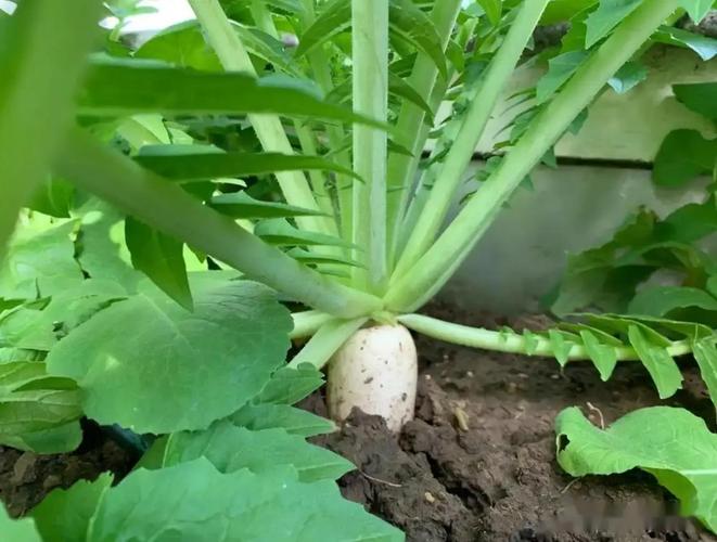 春白萝卜种植视频有哪些关键技术要点？-图1