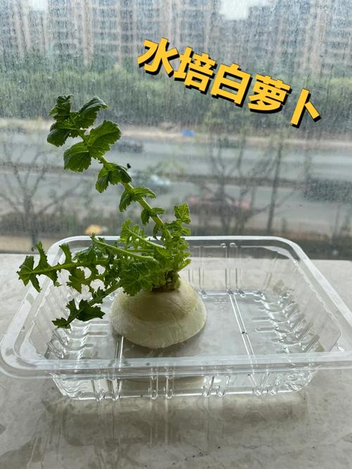 春白萝卜种植视频有哪些关键技术要点？-图3