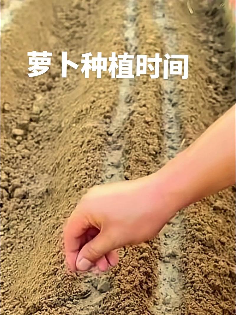 春白萝卜种植视频有哪些关键技术要点？-图2