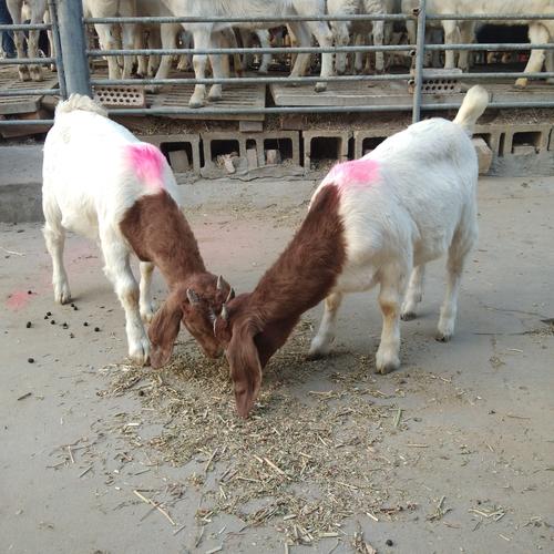 波尔山羊价格多少钱一斤？-图1