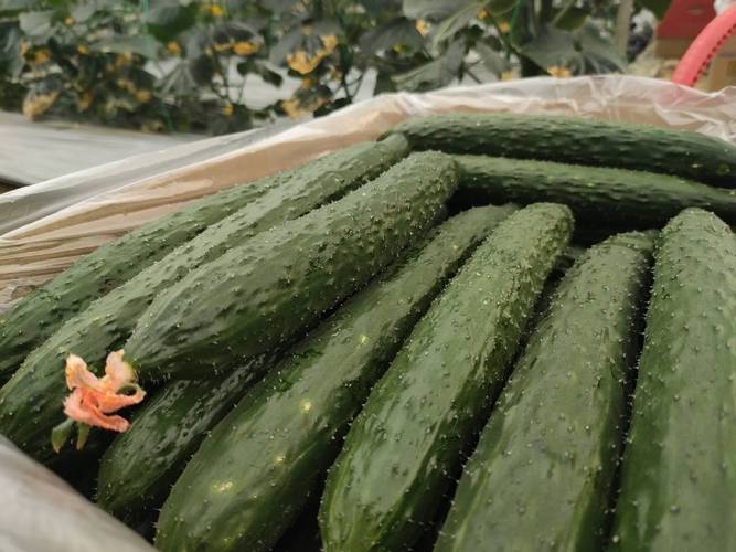 大棚黄瓜品种怎么选?这10种好在哪?-图3 大棚黄瓜品种怎么选?这10种好在哪?-图3