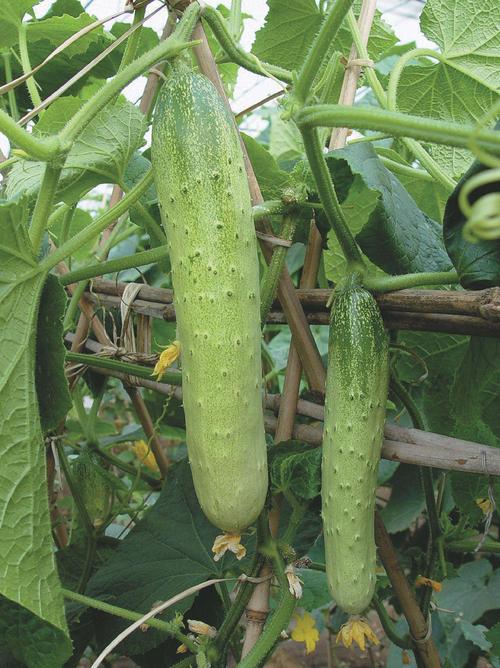 大棚黄瓜品种怎么选?这10种好在哪?-图2 大棚黄瓜品种怎么选?这10种好在哪?-图2