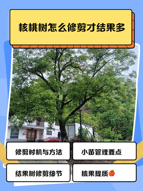 夏季核桃树修剪有何技术要点?-图1 夏季核桃树修剪有何技术要点?-图1