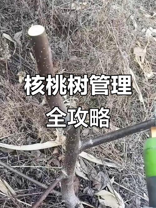 夏季核桃树修剪有何技术要点?-图2 夏季核桃树修剪有何技术要点?-图2