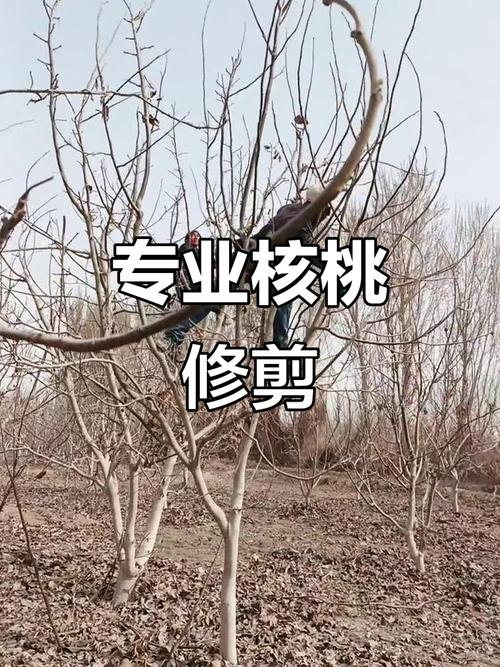 夏季核桃树修剪有何技术要点?-图3 夏季核桃树修剪有何技术要点?-图3